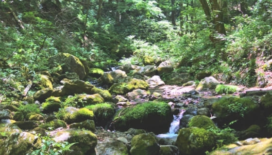 ロックガーデン（岩石園）